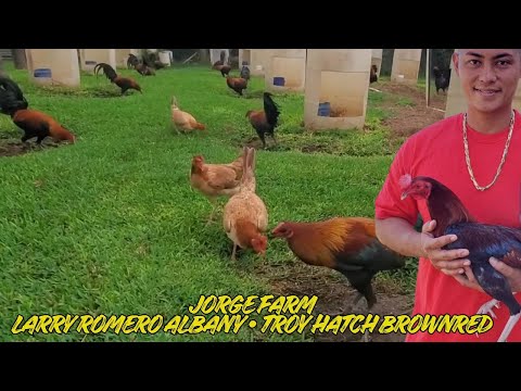 Troy Hatch Larry Romero Albany - Shape Outdoor Indoor Chicken Coop Breeding Pens Feeding Time