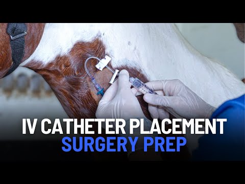How to Place an IV Catheter in a Horse (Jugular Vein Technique)