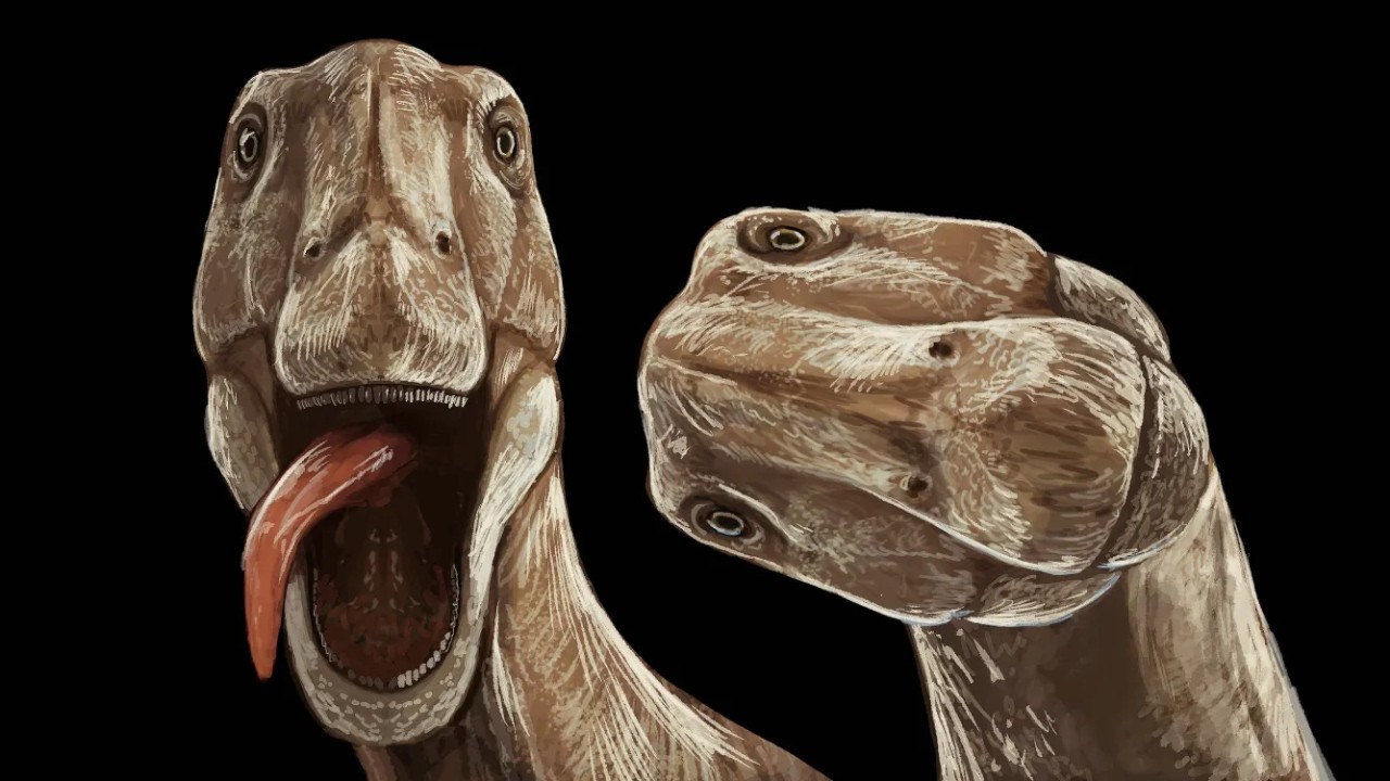When The Largest Animals To Ever Walk Just...Stopped