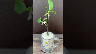 Just rice! The orchids grow right on the branches and never stop blooming #orchid #plants #short