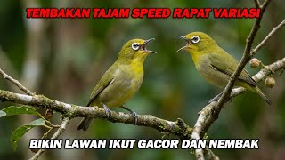 Download lagu PANCINGAN PLECI NEMBAKVARIASI KENARI WIT WIT WIT , SPEED RAPAT PANJANG BIKIN LAWAN BUKA PARUH mp3
