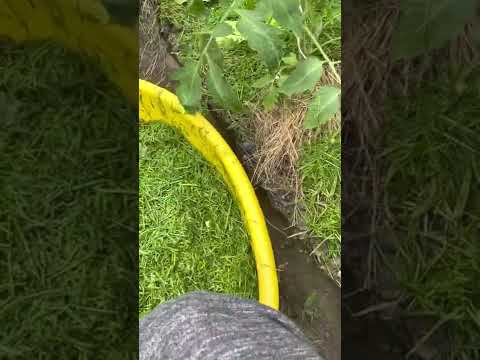 Ściółkowanie roślin 🌱 BARDZO WAŻNY ZABIEG!