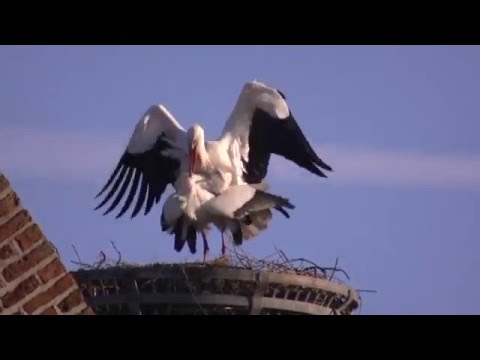 Ooievaars op de kerk van Ameide. 2