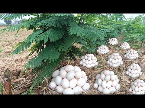 Amazing! Collect eggs in a field near Koul, collect many eggs