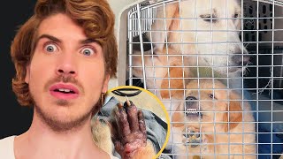 A *DISTURBING* Foster Puppy Health Update...