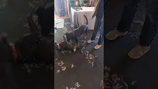 Video preview image #1 Labrador Retriever-Unknown Mix Puppy For Sale in Aurora, CO, USA