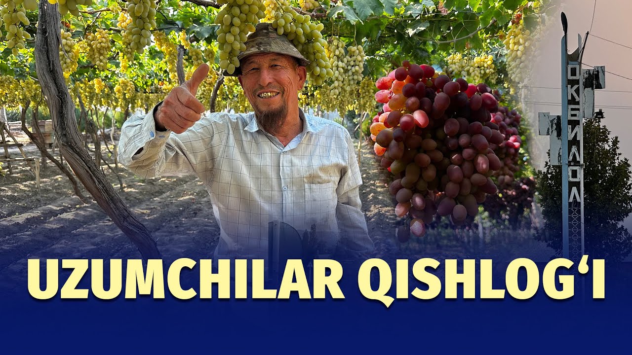 Uzumchilar qishlog‘idan reportaj