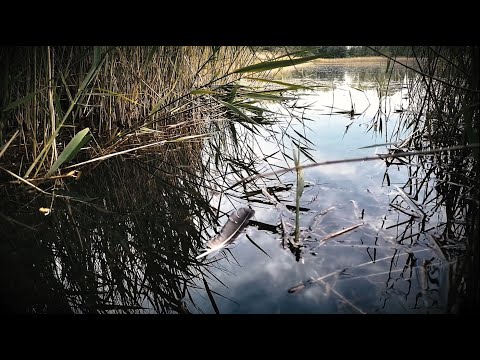 TUNES OF DAWN - Swan Song (Official Video)