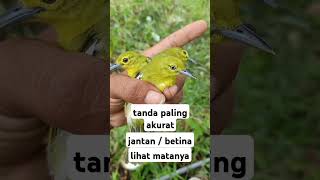 Download lagu perbedaan sirtu jantan dan betina #sirtujantan #kicaumania #caramerawatsirtu mp3 Download lagu perbedaan sirtu jantan dan betina #sirtujantan #kicaumania #caramerawatsirtu mp3