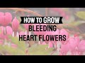 HOW TO GROW BLEEDING HEART FLOWERS (DICENTRA SPECTABILIS) IN ZONES 3 TO 9