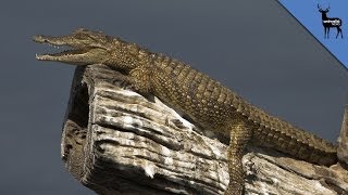 Crocodiles Can Climb Trees
