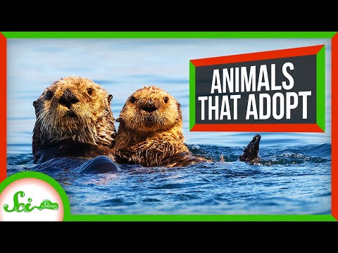 動物が他の動物の幼少期の世話をする理由 (Why Animals Take Care of Other Animals' Young)