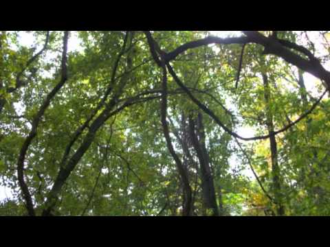 The Ent and the Entwife