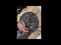 Great Gray Owls -- Talons, Ears, and Eyes