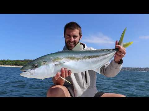 Live baiting Sydney harbor Kingfish