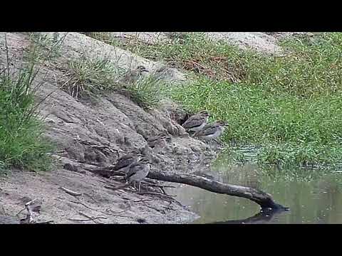 Djuma: Water Thick-knees (seven) - 07:14 - 03/22/21