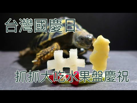 台灣雙十節 大吃水果大餐 ASMR / Taiwan Double Tenth Day / tortoise ASMR