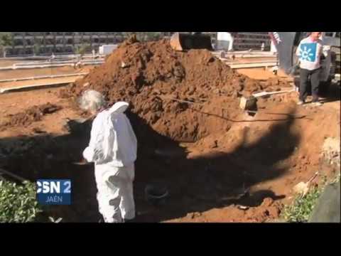 Exhumación de las víctimas de la represión franquista en una fosa común en Marmolejo