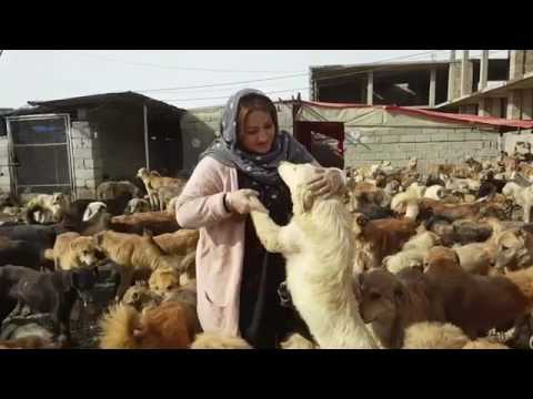 Pardis animal shelter