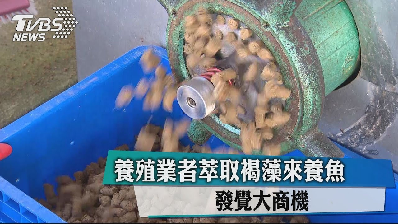 養殖業者萃取褐藻來養魚 發覺大商機