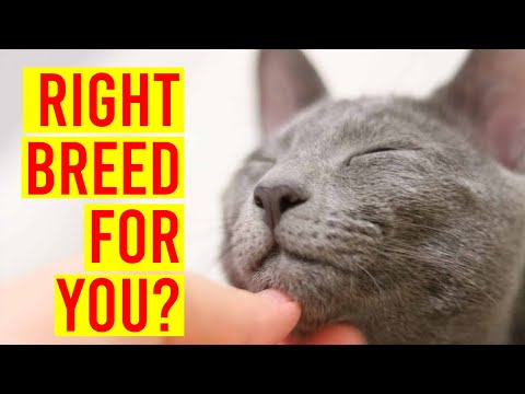 7 Reasons Why The Russian Blue Cat Breed Is The Right One For You/ All Cats