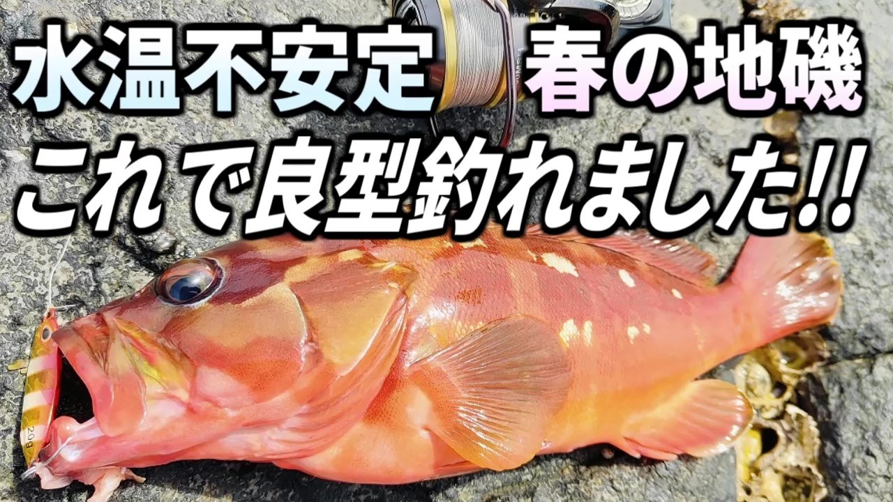 地磯でアカハタ連発  良型もあり ハイブリッド釣法なら釣れます