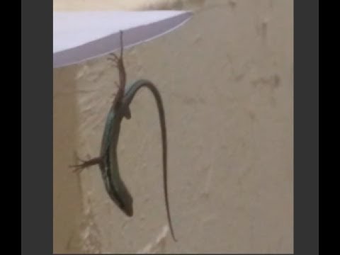 Savroula Hanging By A Finger