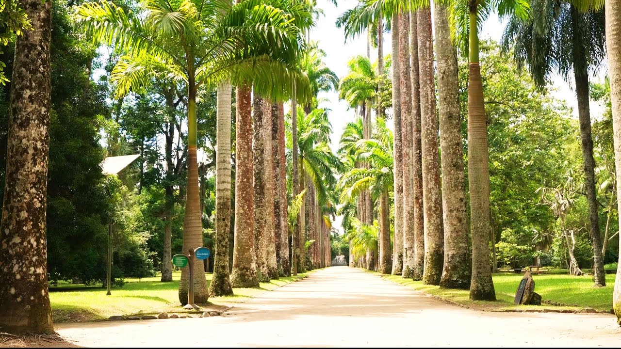 Ogród Botaniczny W Rio De Janeiro