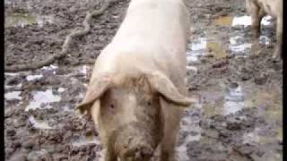 Question: Why is the eating of pork forbidden in Islam? Answer: The fact that consumption of pork is prohibited in Islam i...