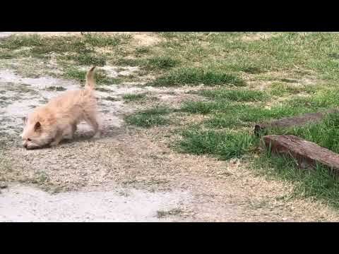 THE GAVILANES ARE LOOKING FOR LULU..