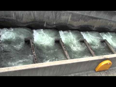 Fish Ladders