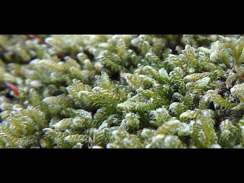 Hypnum cupressiforme, the cypress leaved plaitmoss or hypnum moss,  Greece