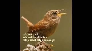 Download lagu 10 DETIK MERDU SUARA BURUNG... mp3