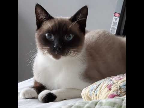 Brock - Spirit Kitty, an adopted Siamese & Snowshoe Mix in Forest Hills, NY_image-1