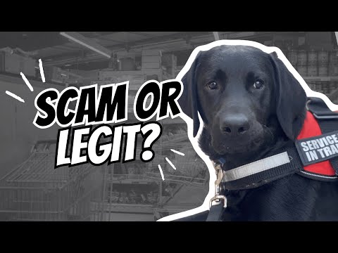 Service Dog Certification Online - Real or Scam?