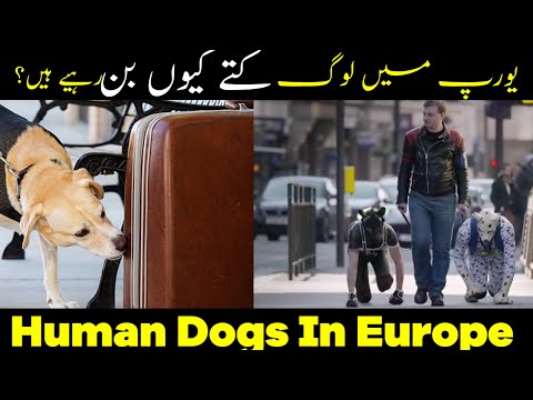 Human Dogs In Europe // Japan Dogs