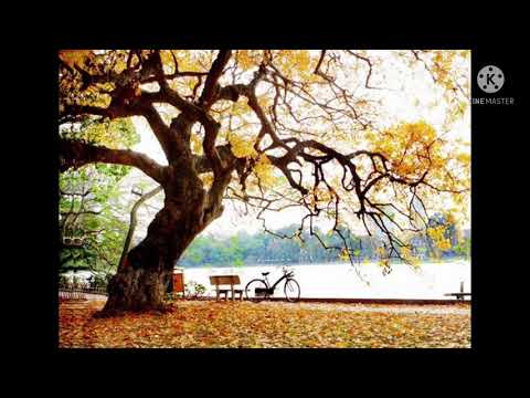 Tình Bơ Vơ | Đàm Vĩnh Hưng | Karaoke