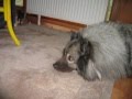 Wolfsspitz Sandro hütet kleine Katze,lustig 