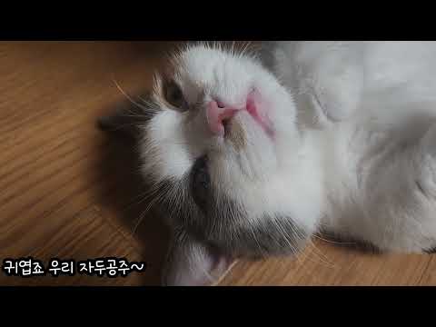 나만보기 아까운 영상