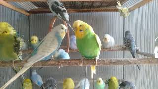 見てわかる？インコの気分の変化 #鳴き声 #癒し #ペット