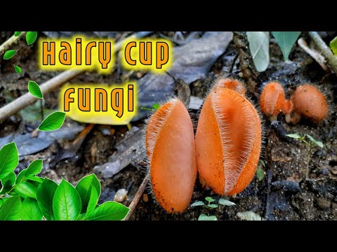 A Troop Of Stylish Soldiers |Hairy Cup Fungi | Mushroom Paradise