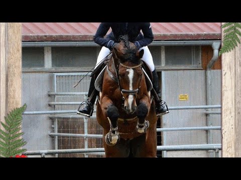 Bel Amour du Moulin MM v. Balou du Rouet x Argentinus