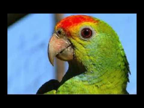 The common repeater IDs