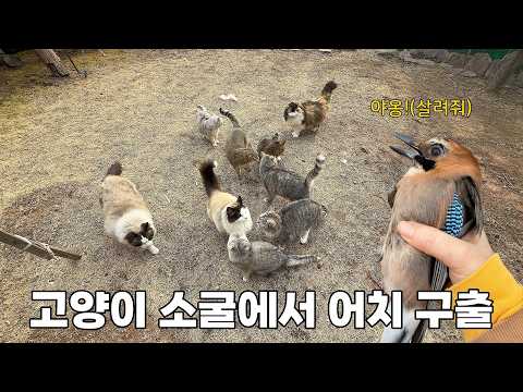 고양이 집에 들어온 뜻밖의 손님, 그리고 사라진 겨울이