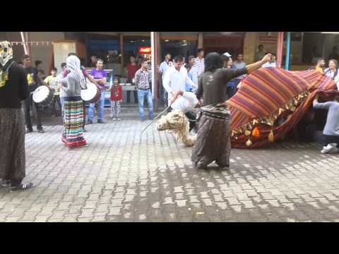 ekinözü(cela) yöresel deve oyunu