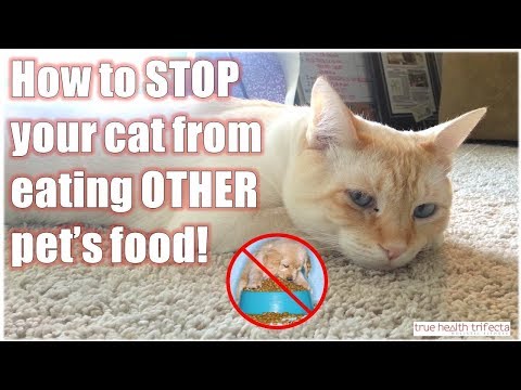How to STOP your cat from eating ANOTHER pets food - SureFeed Microchip Feeder Review / Raw Cat Food