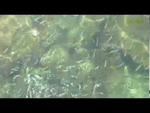 100 секунд_15-Рыбки Fish