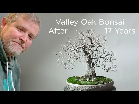 Bonsaify | Making a Valley Oak Bonsai from an Acorn