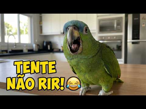 Duvido Não Rir! Compilado de Papagaios Engraçados 2026