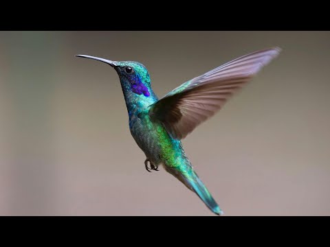 10 Hummingbird Facts That’ll Blow Your Mind